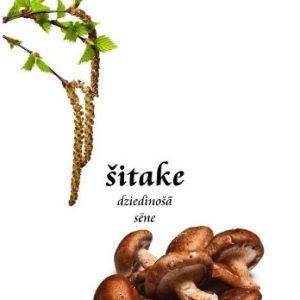 Šitake - dziedinošā sēne