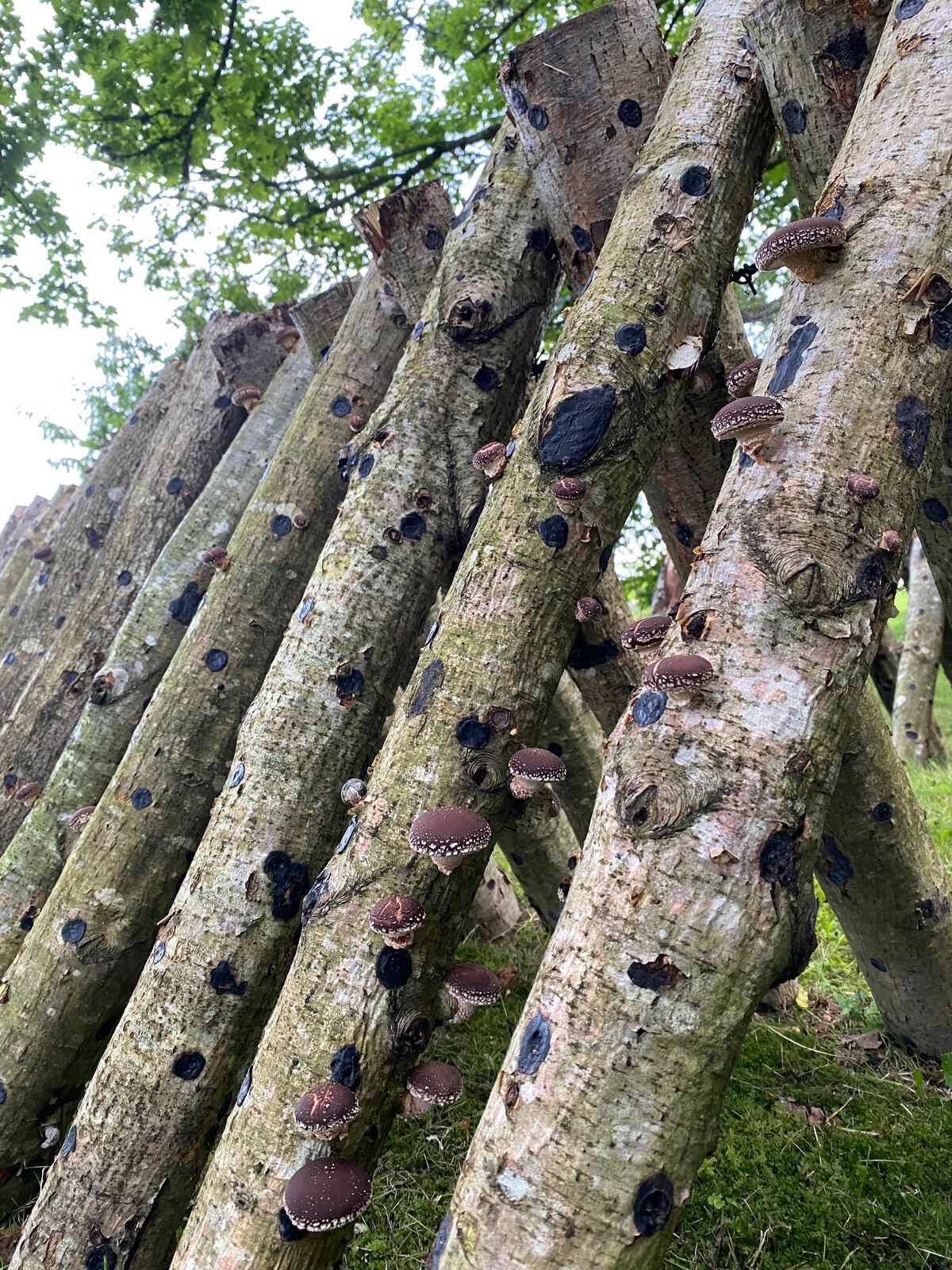 Shiitake mushrooms growing on a log