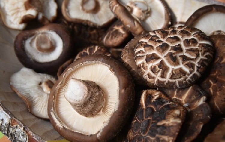 Šitake sēņu micēlijs BIO (iepakojums 1,5kg un 3,5kg) - Image 2